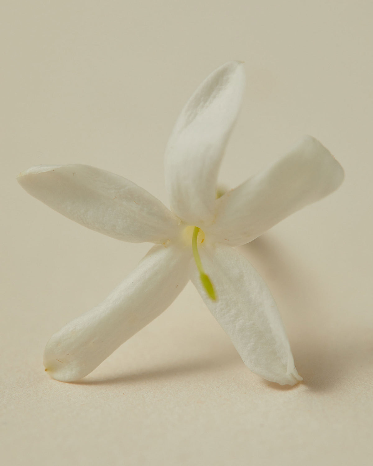 Close-up of one, single white, star-shaped jasmine flower.