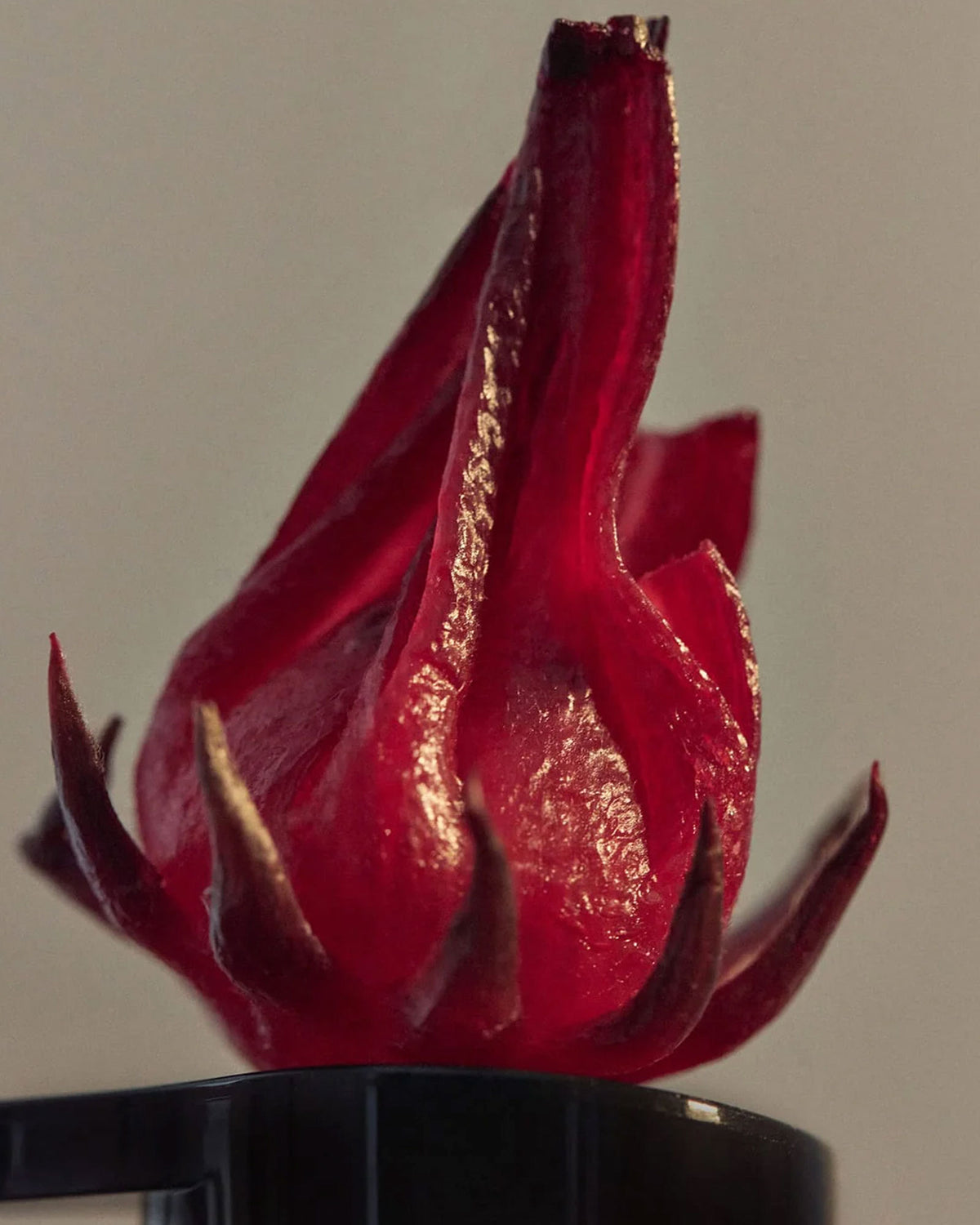 A close-up of a glossy deep red Wild Rosella flower bud against a plain light grey background.