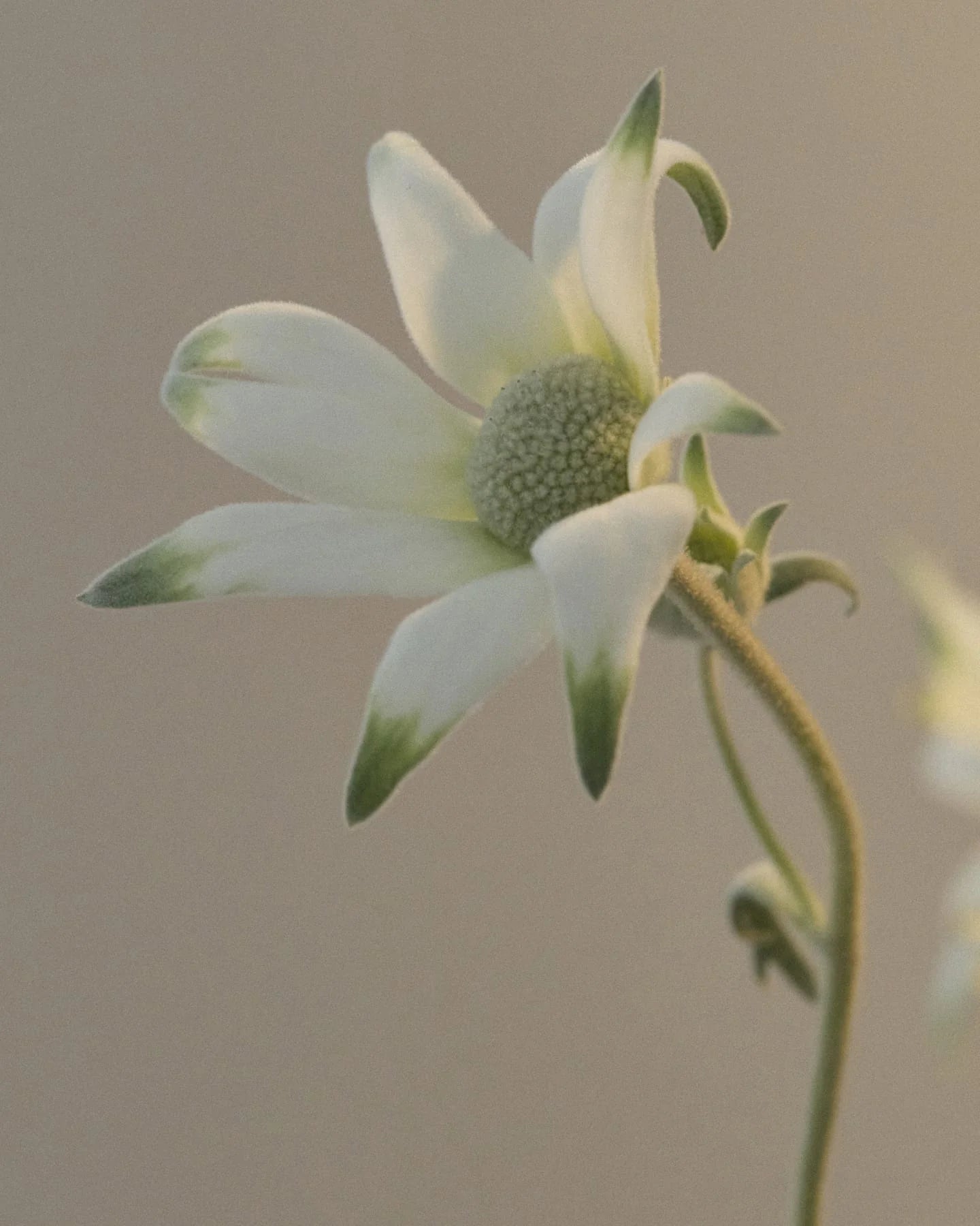 FLANNEL FLOWER HAND BALM BY LEIF