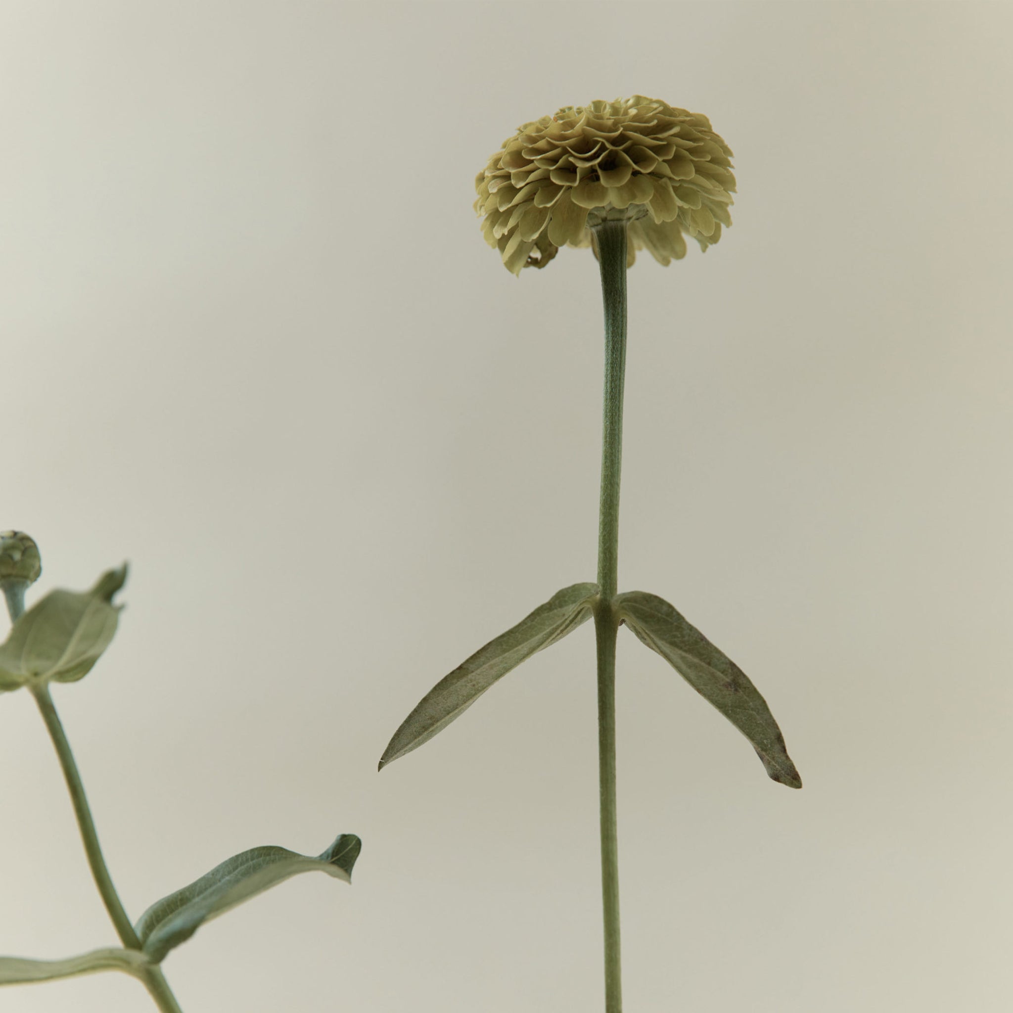 SYNERGY OIL BURNER IN LIMESTONE BY ADDITION STUDIO