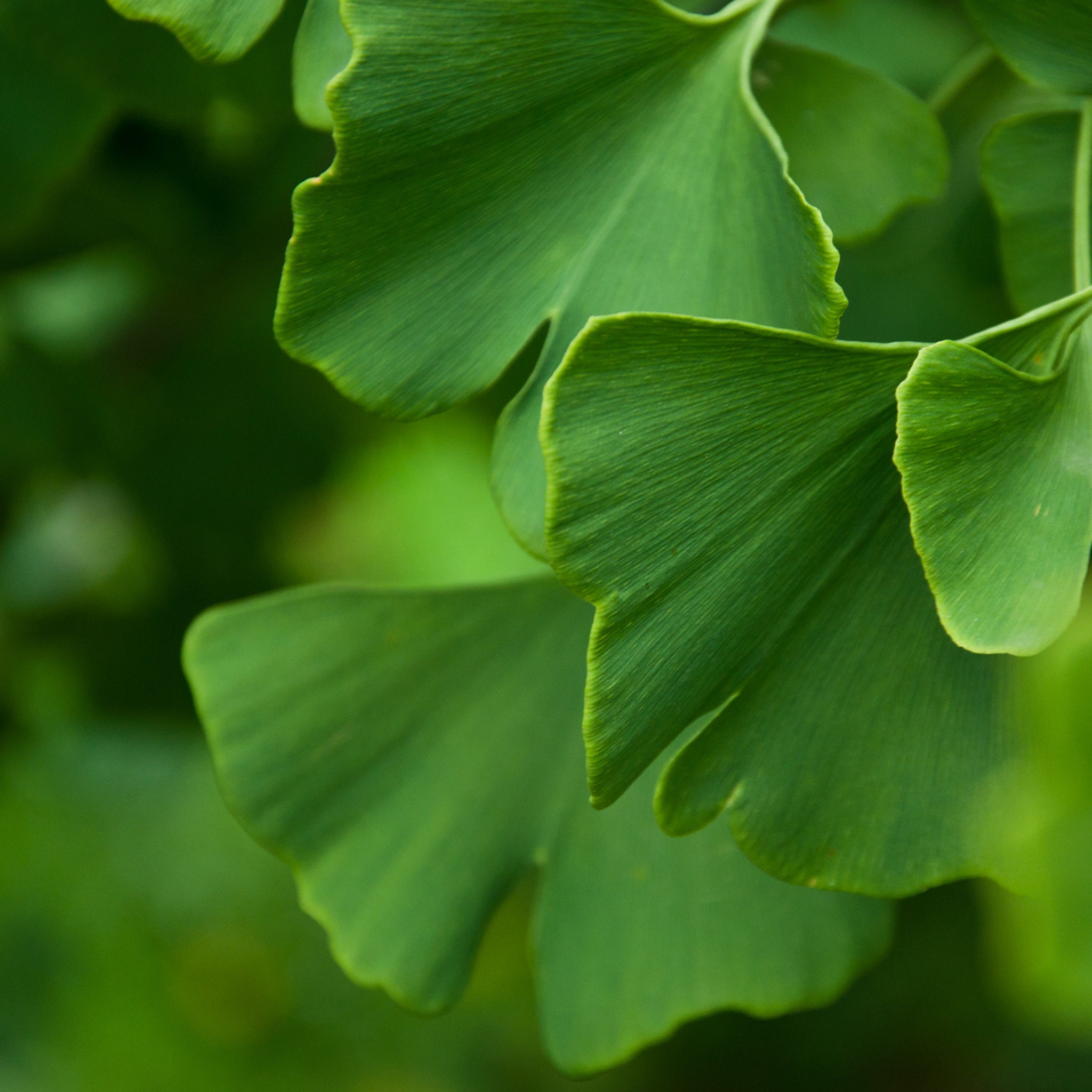 NEURAL NECTAR BLEND BY SUPERFEAST