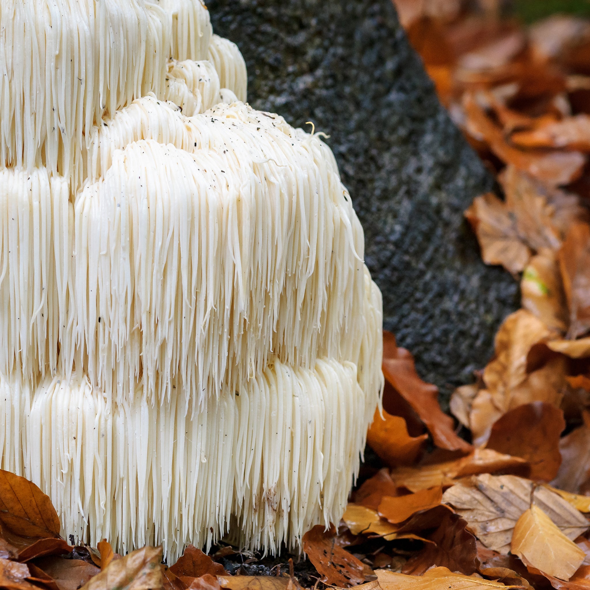 NEURAL NECTAR BLEND BY SUPERFEAST