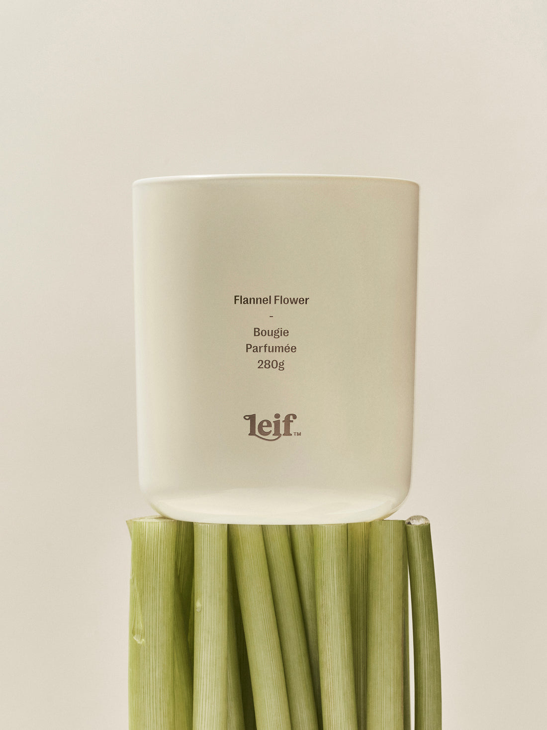 FLANNEL FLOWER CANDLE BY LEIF