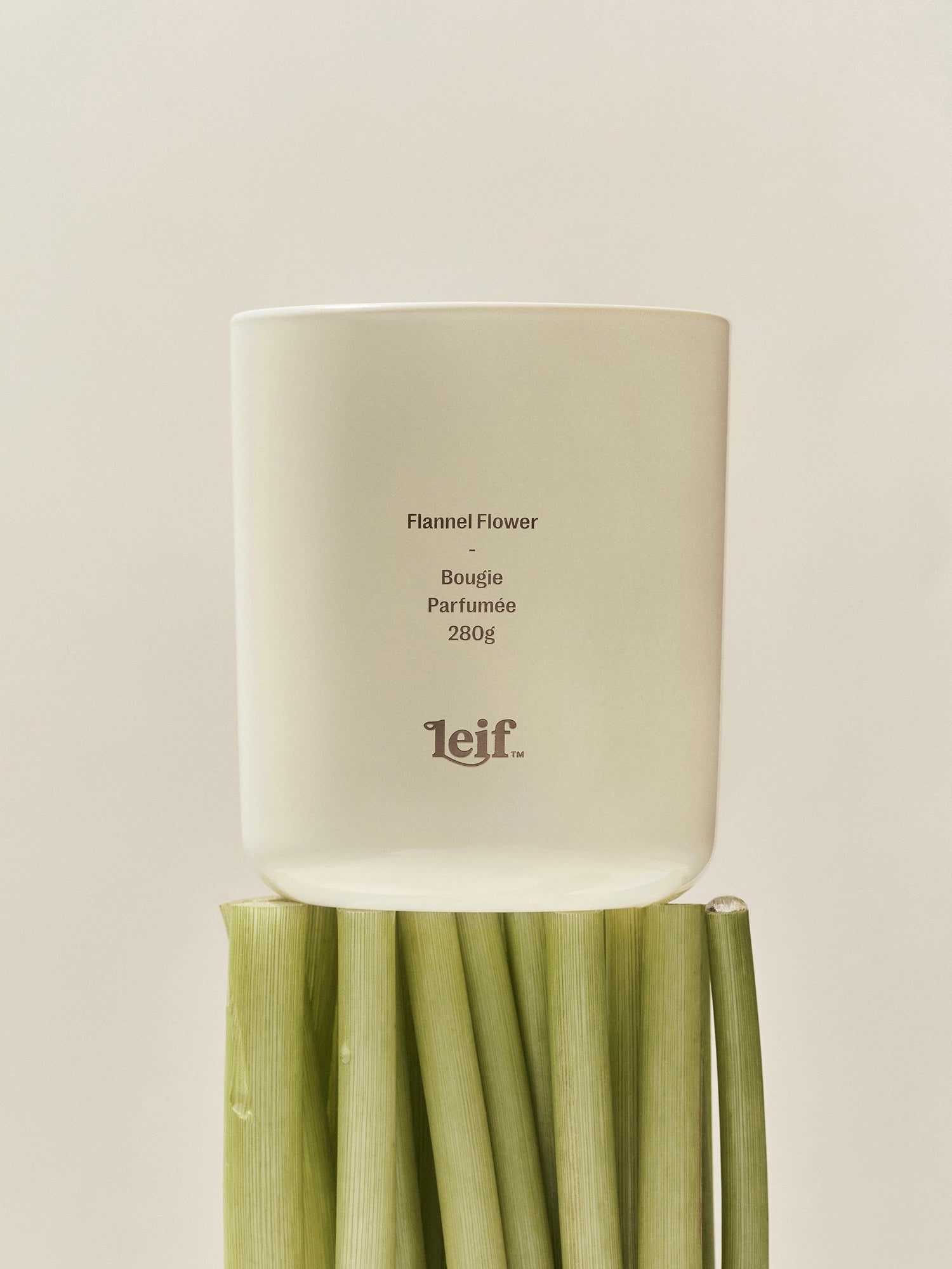 FLANNEL FLOWER CANDLE BY LEIF
