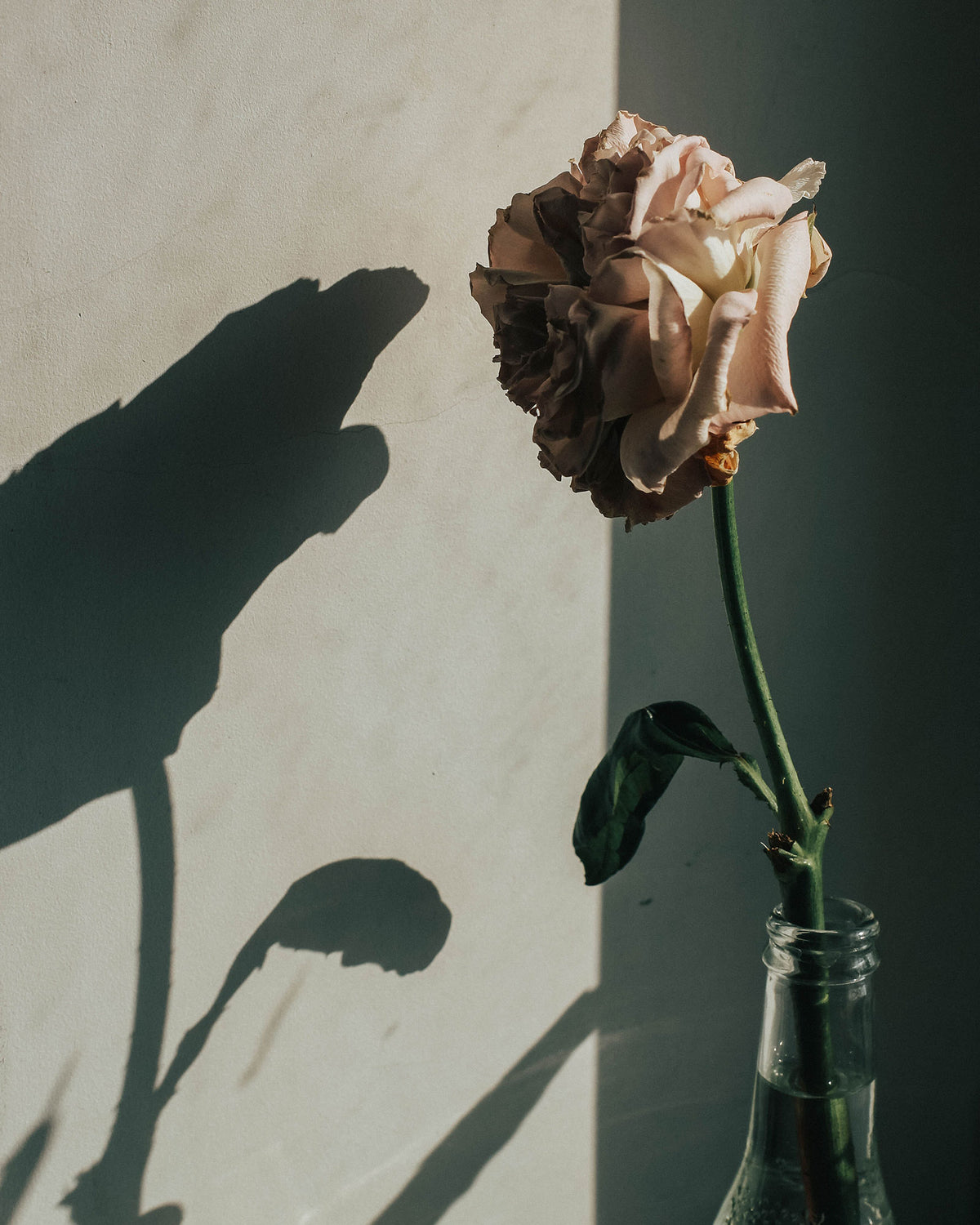 A single dried pale pink rose in a clear glass bottle, set against a textured wall with dramatic shadow play.