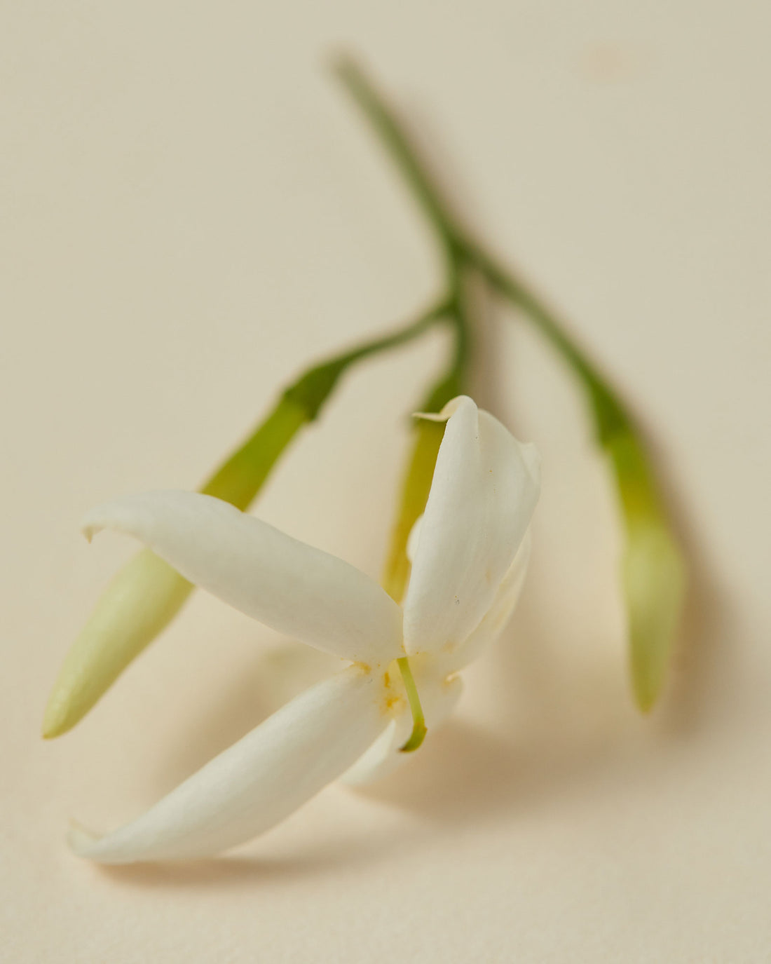 Close-up of a green jasmine sprig with one white bloomed flower and 3 closed buds.