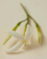 Close-up of a green jasmine sprig with one white bloomed flower and 3 closed buds.