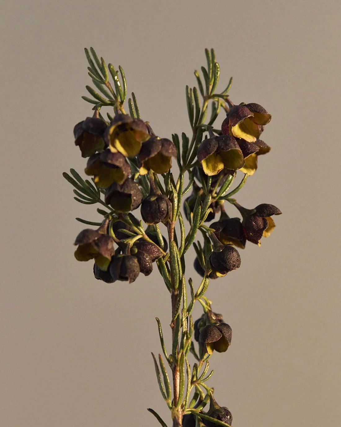 A bunch of Boronia flowers on green stems against a light grey background.