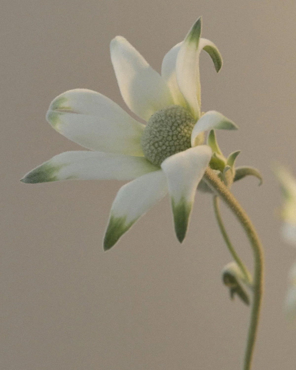 A close-up photograph of a white Flannel Flower with green-tipped petals and a textured green center, set against a soft, warm beige background.