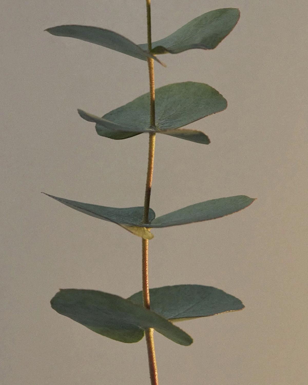 A green sprig of eucalyptus.