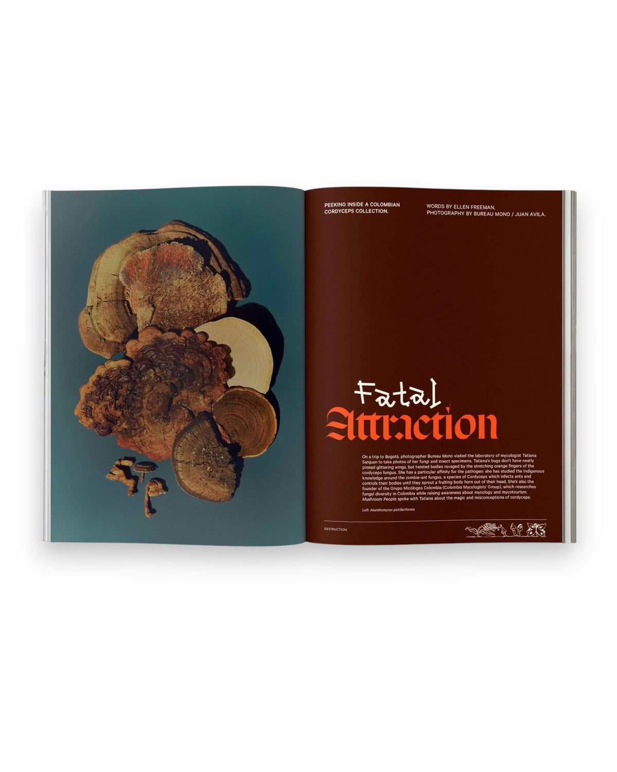 An open spread of Mushroom People Magazine Volume Two on a solid white background. The left page is a group of mushrooms on a teal background, the right page is a title page which reads Fatal Attraction with body text following.