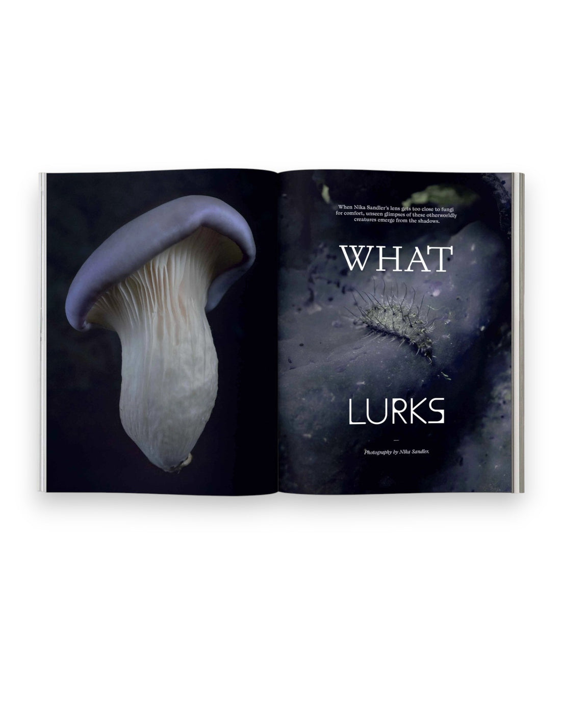 An open spread of Mushroom People Magazine Volume Two on a solid white background. The left page is a full bleed photograph of a purple and white mushroom on a black background, the right page is a title page which reads What Lurks with macrophotography of a small creature on a purple, textured surface.