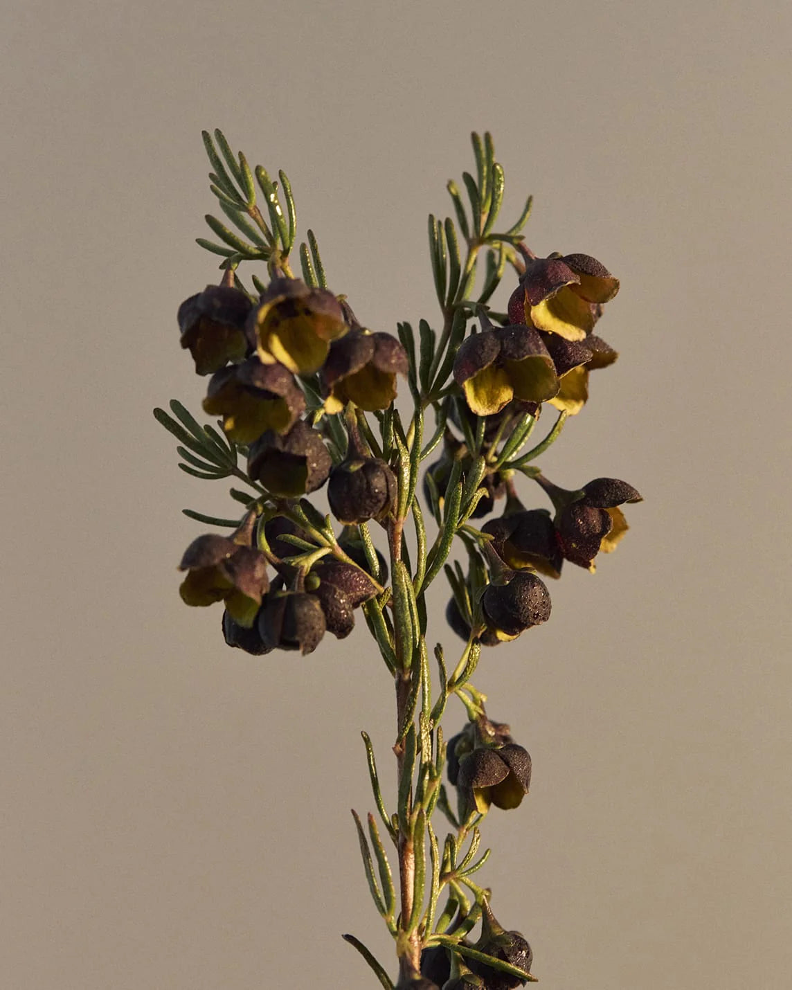 BORONIA HAND WASH BY LEIF