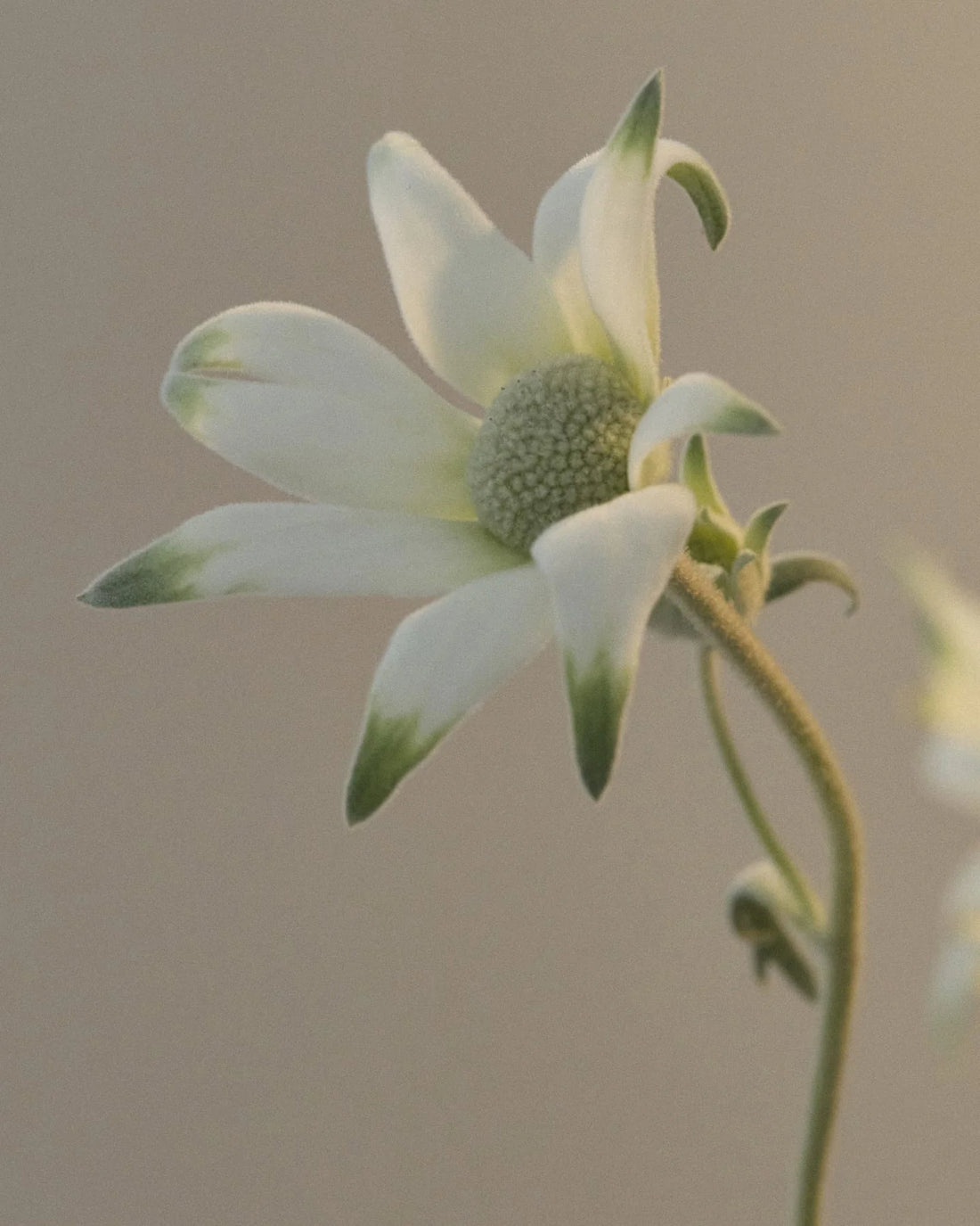FLANNEL FLOWER HAND BALM BY LEIF