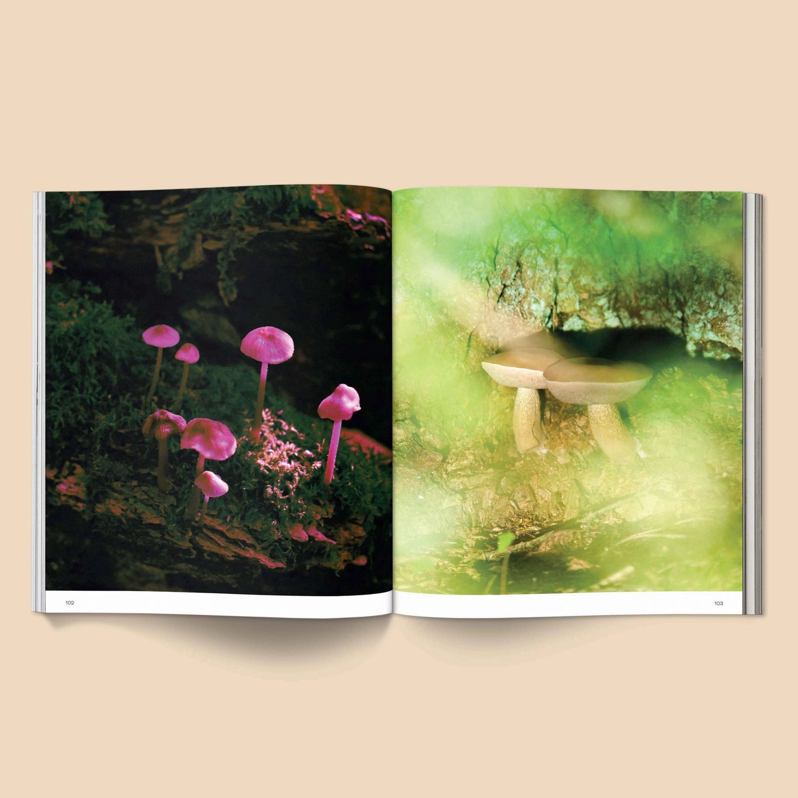SPORES MAGICAL MUSHROOM PHOTOGRAPHY BY BROCCOLI