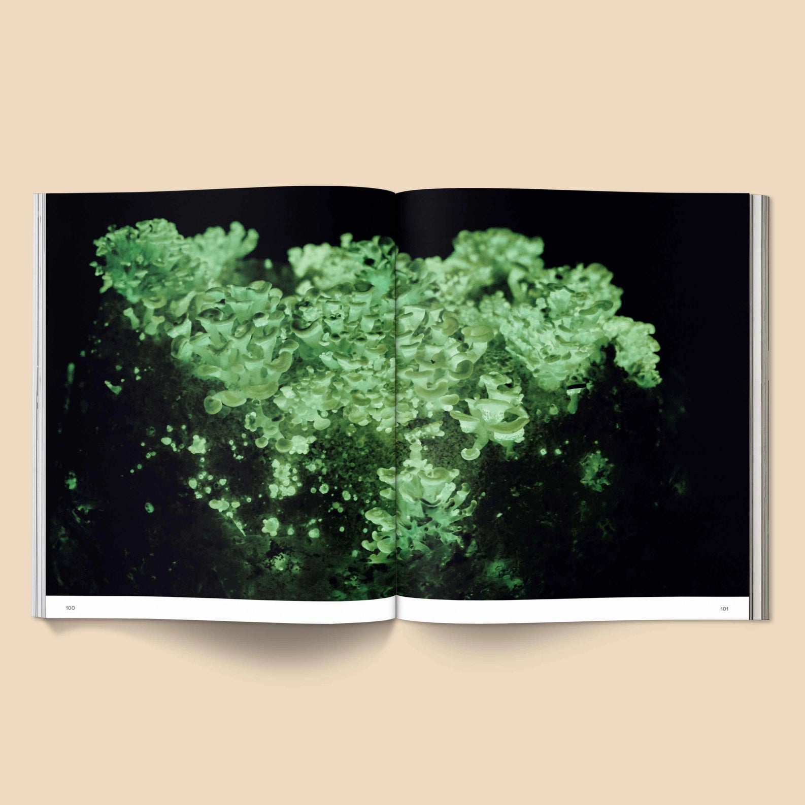 SPORES MAGICAL MUSHROOM PHOTOGRAPHY BY BROCCOLI