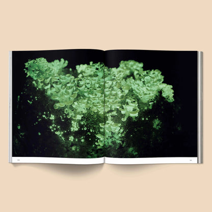 SPORES MAGICAL MUSHROOM PHOTOGRAPHY BY BROCCOLI