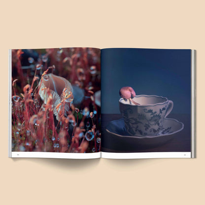 SPORES MAGICAL MUSHROOM PHOTOGRAPHY BY BROCCOLI